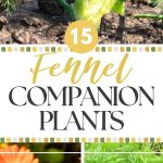 15 Fennel Companion Plants