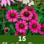 15 Plants Every Prepper Should Grow for a Self-Sustaining Survival Garden