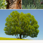 15 Types of Woods You Can Set on Fire