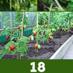18 Best Climbing Vegetables to Grow Vertically