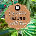 18 Vegetables that Love to Climb in a Vertical Garden