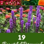 19 Beautiful Perennial Flowers Perfect for Tough Clay Soil Gardens