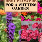 24 Best Flowers for a Cutting Garden