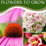 24 Cut and Come Again Flowers To Grow