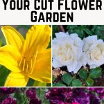 24 Easy-to-Grow Perennials for Your Cut Flower Garden