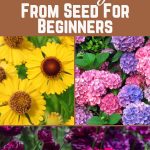 24 Of The Easiest Cut Flowers To Grow From Seed For Beginners