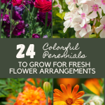 24 Colorful Perennials to Grow for Fresh Flower Arrangements