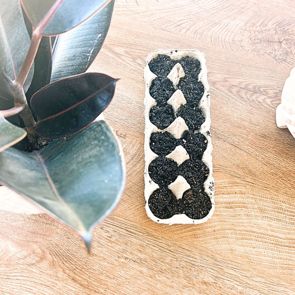 How to Start Seeds in an Egg Carton 6 6 1