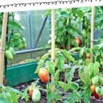 A Beginner's Guide to Homesteading