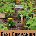 Best Companion Planting Combinations