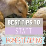 Best tips to start homesteading