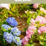 Blue, Pink, Purple. How to Change The Color of Hydrangea Colors.