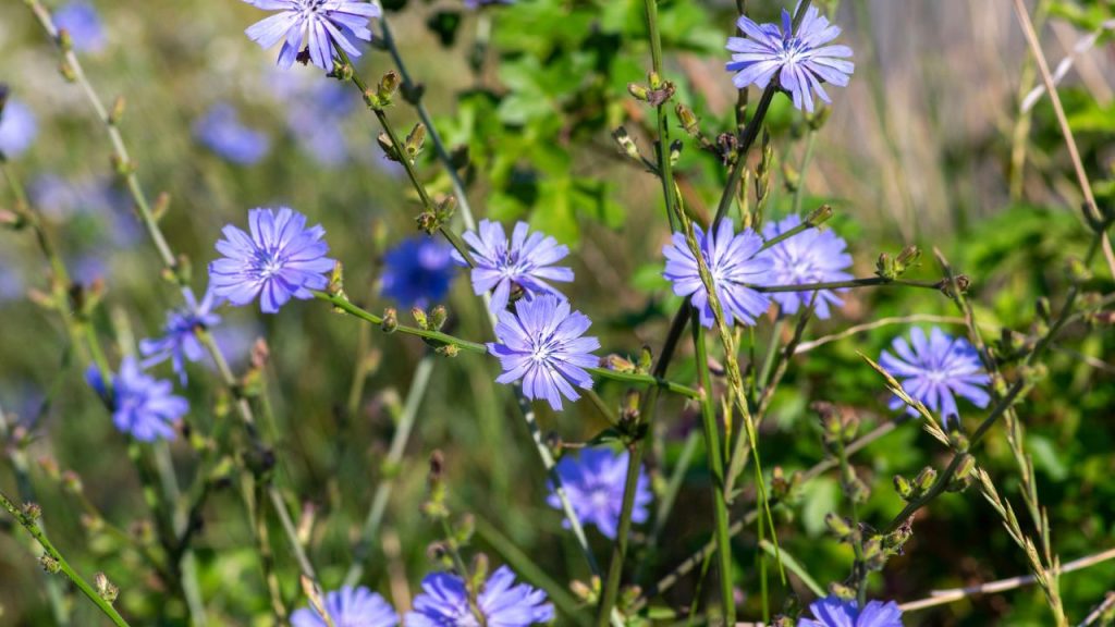 The Secret Plants You Should Grow For Healthier Soil 1 Cichorium intybus Common chicory wild bright blue flower in bloom perennial herbaceous flowering bachelors buttons field plants