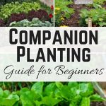 Companion Planting Guide for Beginners