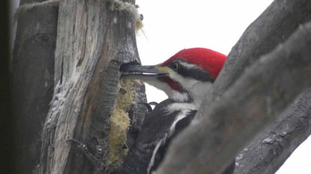 14 Homemade Bird Feeders to Fill Your Garden With Beautiful Birds 13 DIY Bird Feeder made from a Coconut
