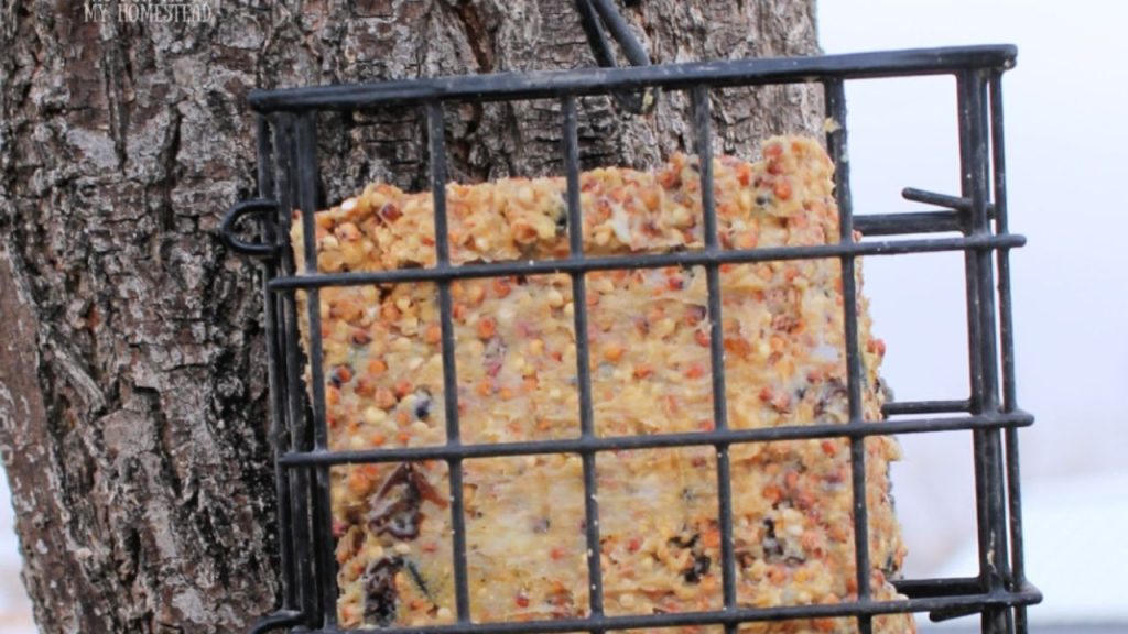 14 Homemade Bird Feeders to Fill Your Garden With Beautiful Birds 8 DIY Suet Cakes