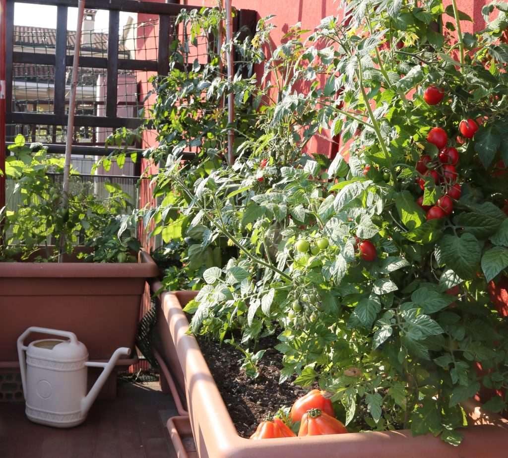 How to Create a Thriving Small Patio Veggie Garden & The Best Vegetables to Grow 2 tomatoes growing on patio