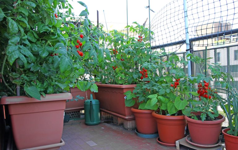 From balconies to rooftops, people are turning apartments into mini homesteads — even without a backyard