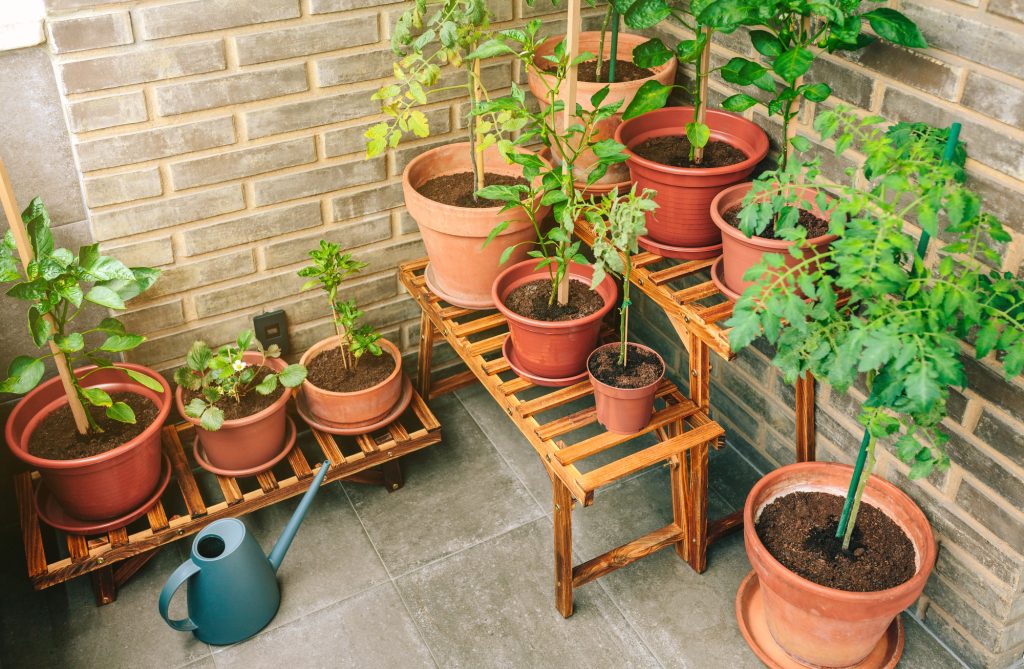 How to Travel Without Killing Every Plant You Own 13 vegetable plants on patio in clay pots