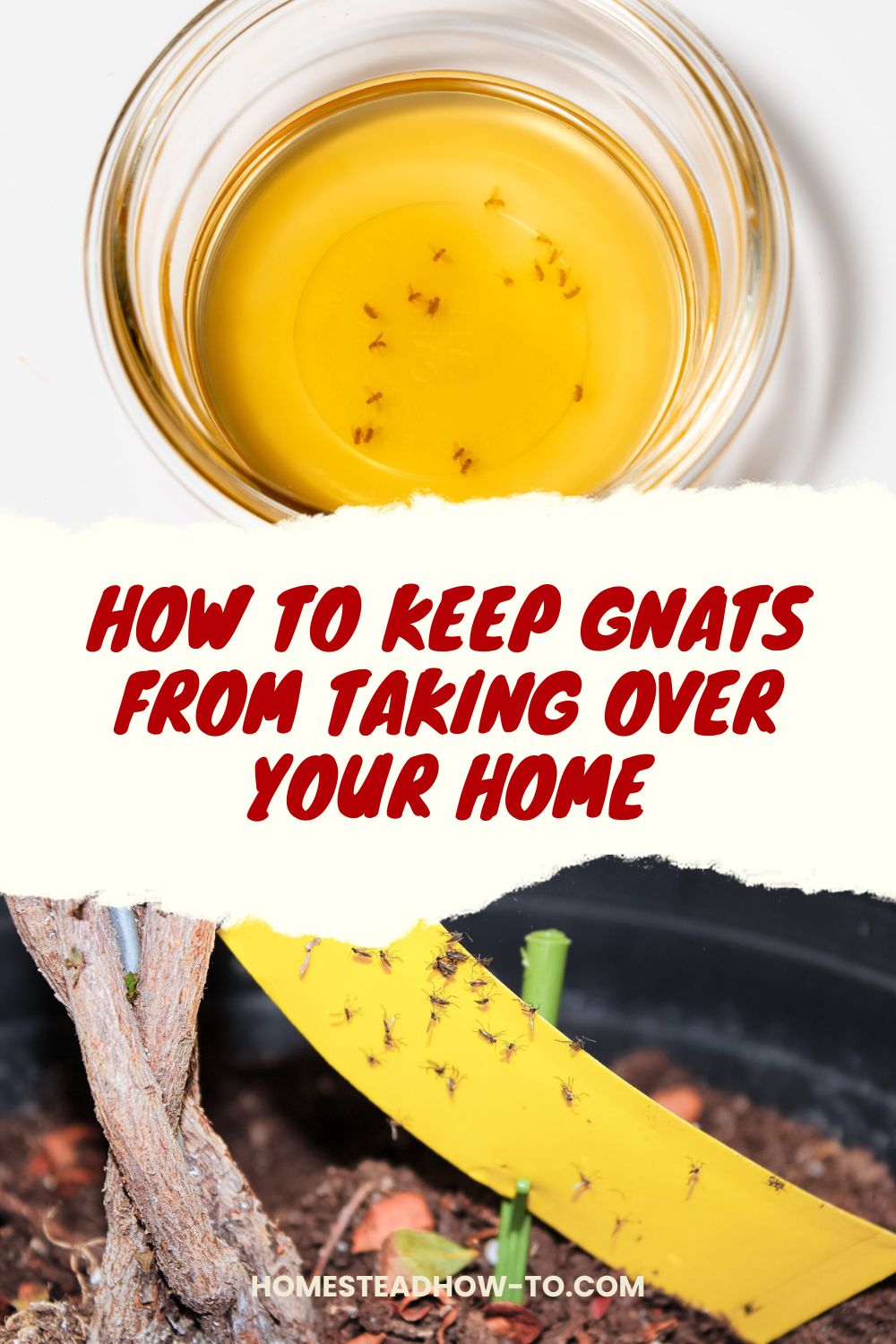 How To Get Rid Of Gnats: DIY Gnat Killer