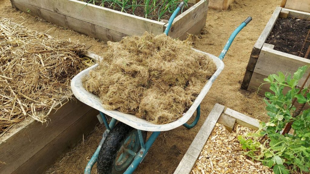 How To Fill a Raised Garden Bed for a Successful Harvest 7 Home vegetable garden family with raised wooden beds. spring crops. mulching the soil with wheelbarrow and straw