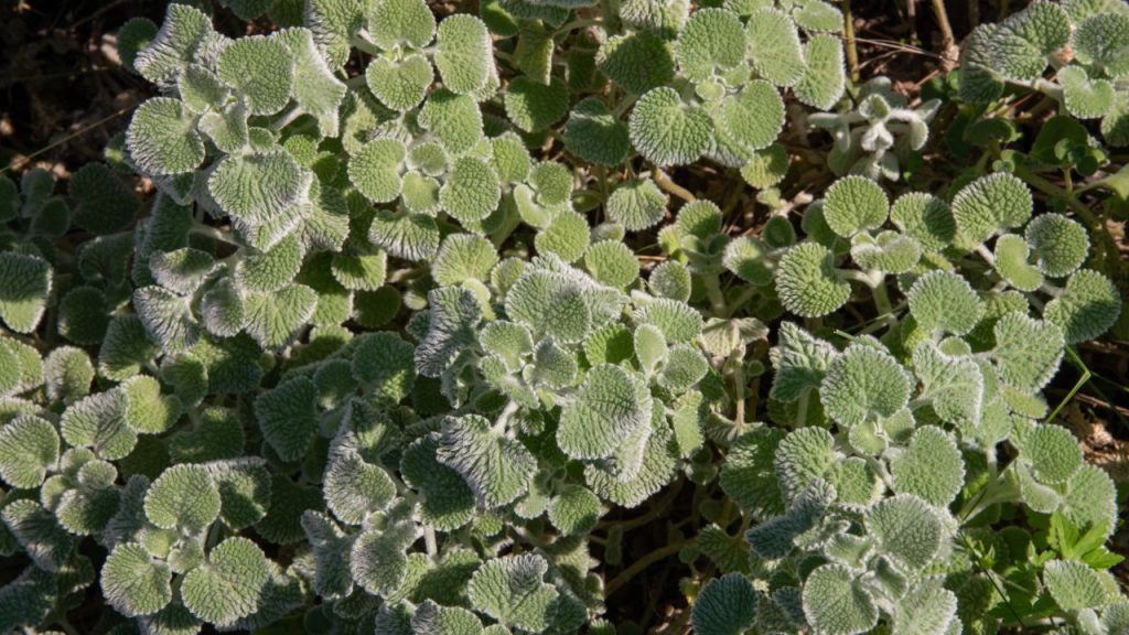 15 Plants Every Prepper Should Grow for a Self-Sustaining Survival Garden 13 Horehound