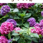 How to Change Hydrangea Colors to Get the Shades You Want