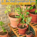 How to Create a Thriving Small Patio Veggie Garden & The Best Vegetables to Grow