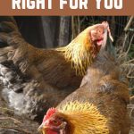 How to Decide How Many Chickens Are Right for You