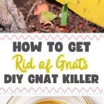 How to Get Rid of Gnats DIY Gnat Killer