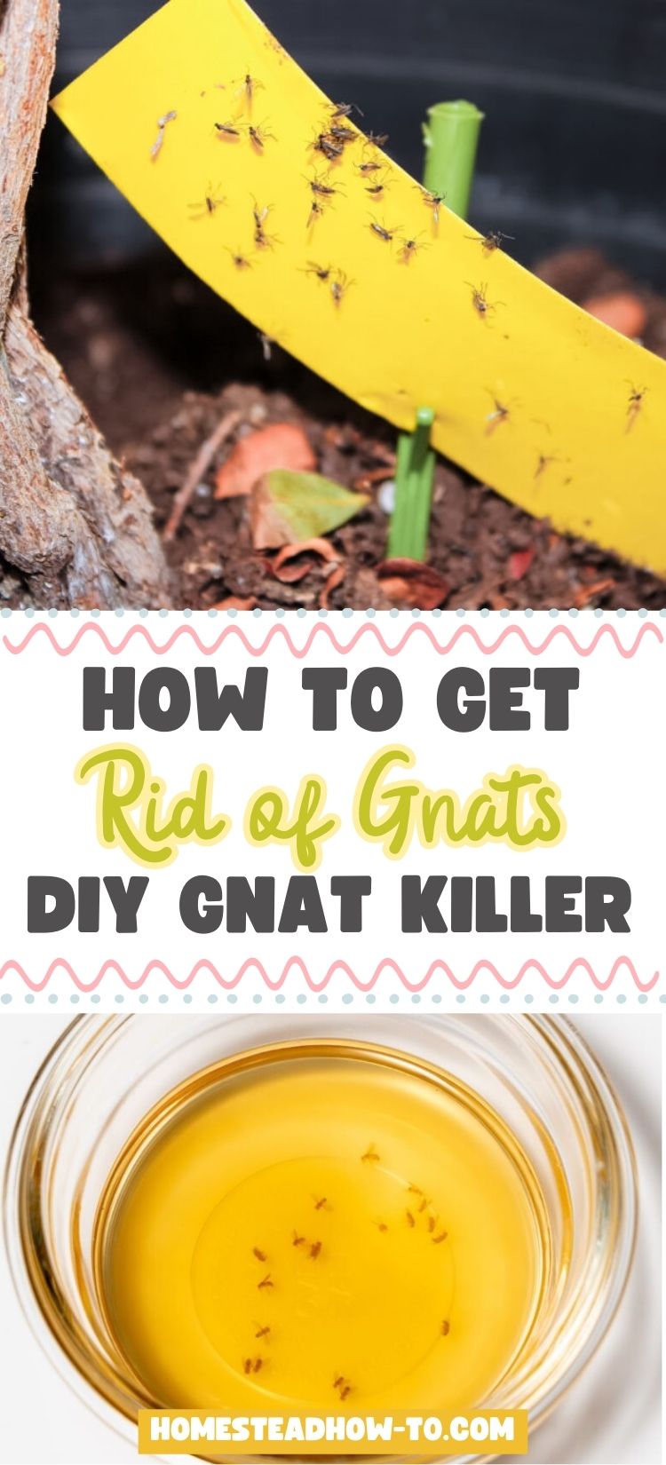 Using Borax Powder: Killing Bugs Safely - WebMD