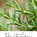 How to Grow Your Own Rosemary from Seeds