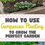 How to Use Companion Planting to Grow the Perfect Garden