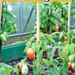 How to start homesteading slowly