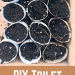 DIY Toilet Paper Roll Seed Starters