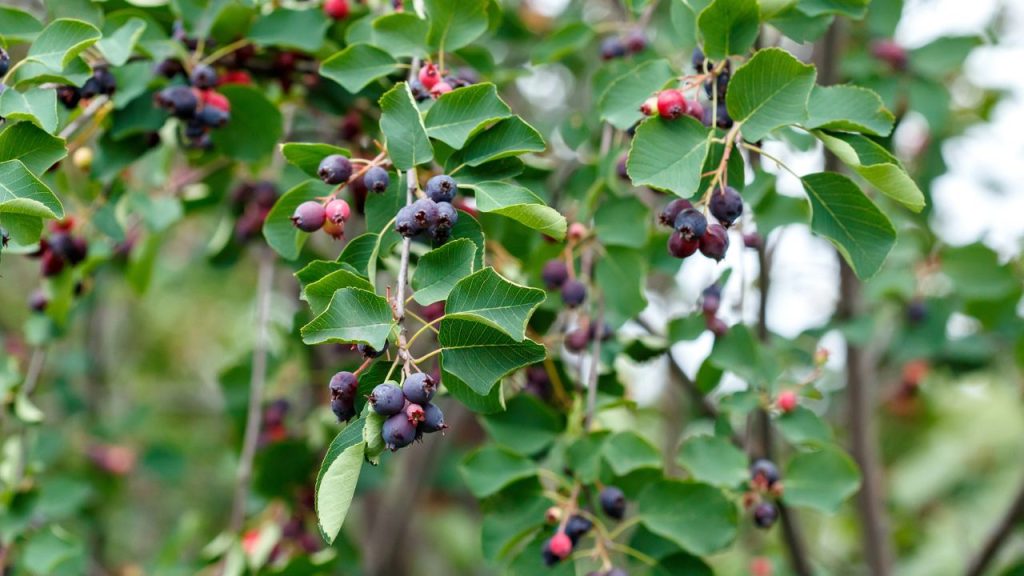 15 Plants Every Prepper Should Grow for a Self-Sustaining Survival Garden 12 Juneberry