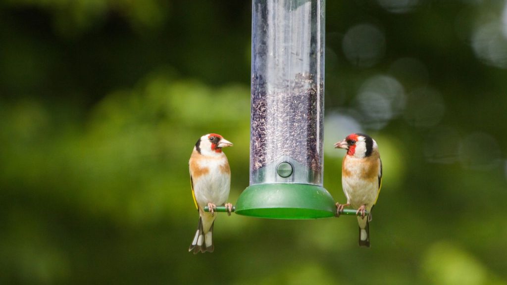 10 Best Foods to Attract More Birds to Your Feeder 4 Nyjer seed also known as thistle seed or niger seed