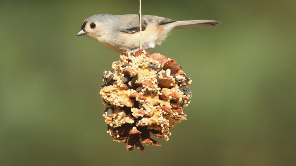 10 Best Foods to Attract More Birds to Your Feeder 5 Suet