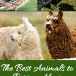 The Best Animals to Raise on Your Homestead That Aren't Chickens