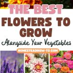 The Best Flowers to Grow Alongside Your Vegetables