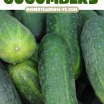The Worst Companion Plants for Your Cucumbers