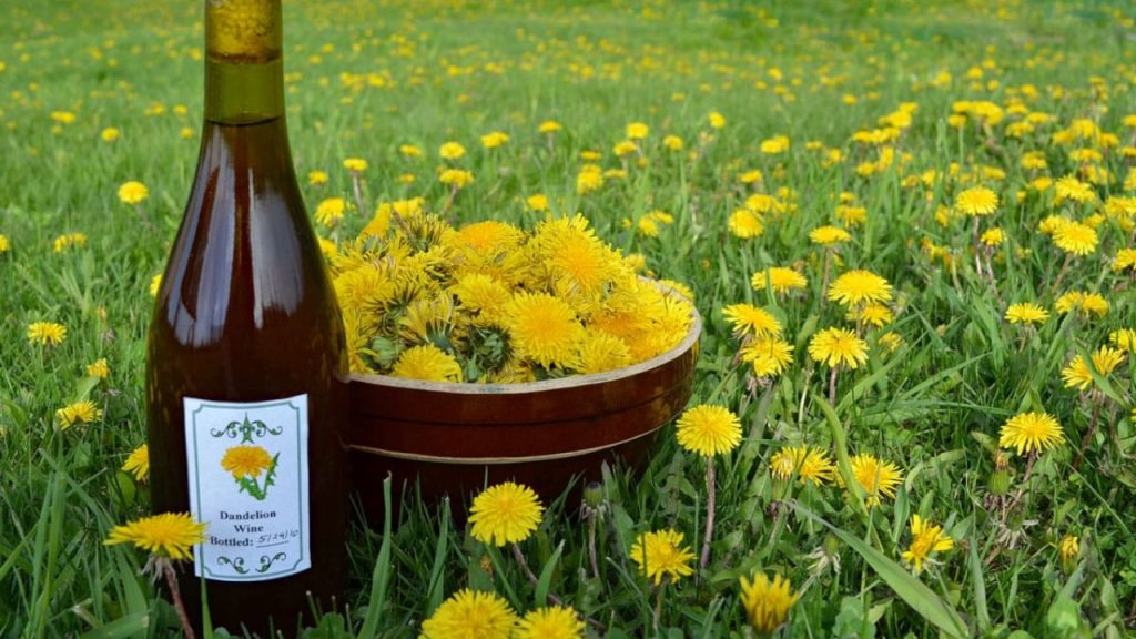 12 Rich Dandelion Recipes to Take from Your Garden to the Table 5 Warm & Golden Dandelion Wine Recipe (Old-Fashioned Wine Making)