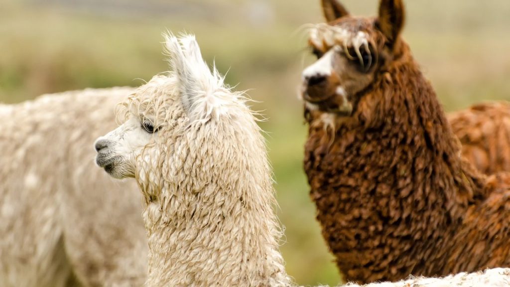 How to Raise Happy, Healthy Goats on Your Land 18 alpacas