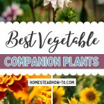 best vegetable companion plants