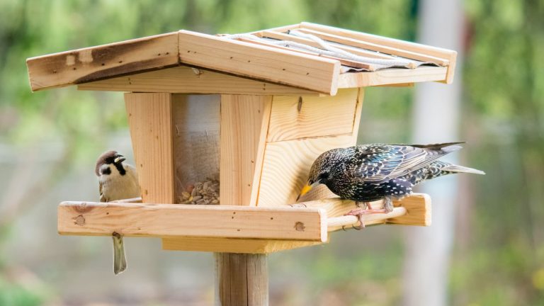 10 Foods You Should Never Put in a Wild Bird Feeder
