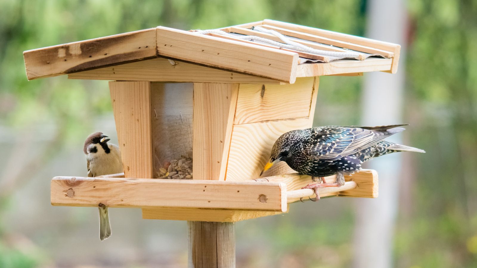 10 Foods You Should Never Put in a Wild Bird Feeder