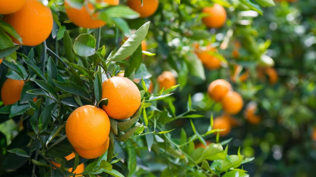 10 Foods You Should Never Put in a Wild Bird Feeder 8 citrus orange fruit tree