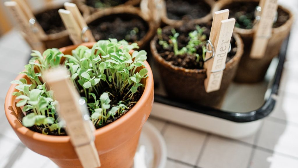 10 Unusual Things Around Your House You Can Use for Seed Starting 9 clothes pin on seed starting pot