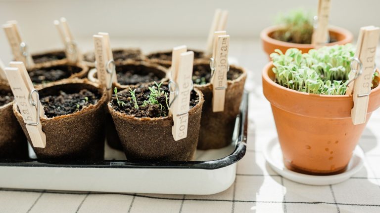 10 Household Items That Make Seed Starting Easy and Affordable