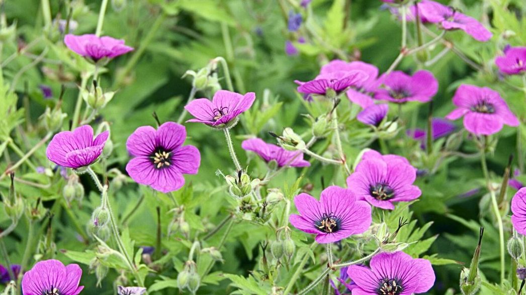 18 Underrated Plants That Add an Element of Surprise to Your Garden 15 cranesbill geranium perennial edited